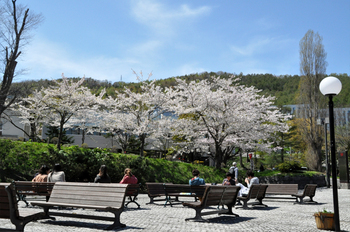 130916-1-sakura.jpg