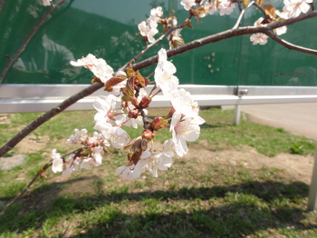 20140425sakura.JPG