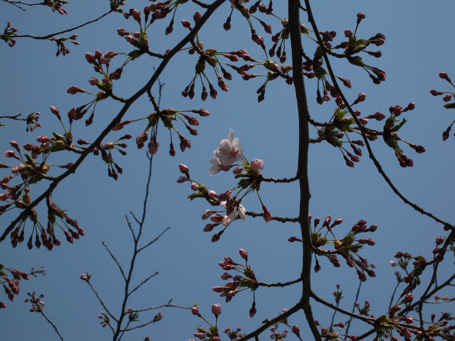 20150429sakura.JPG