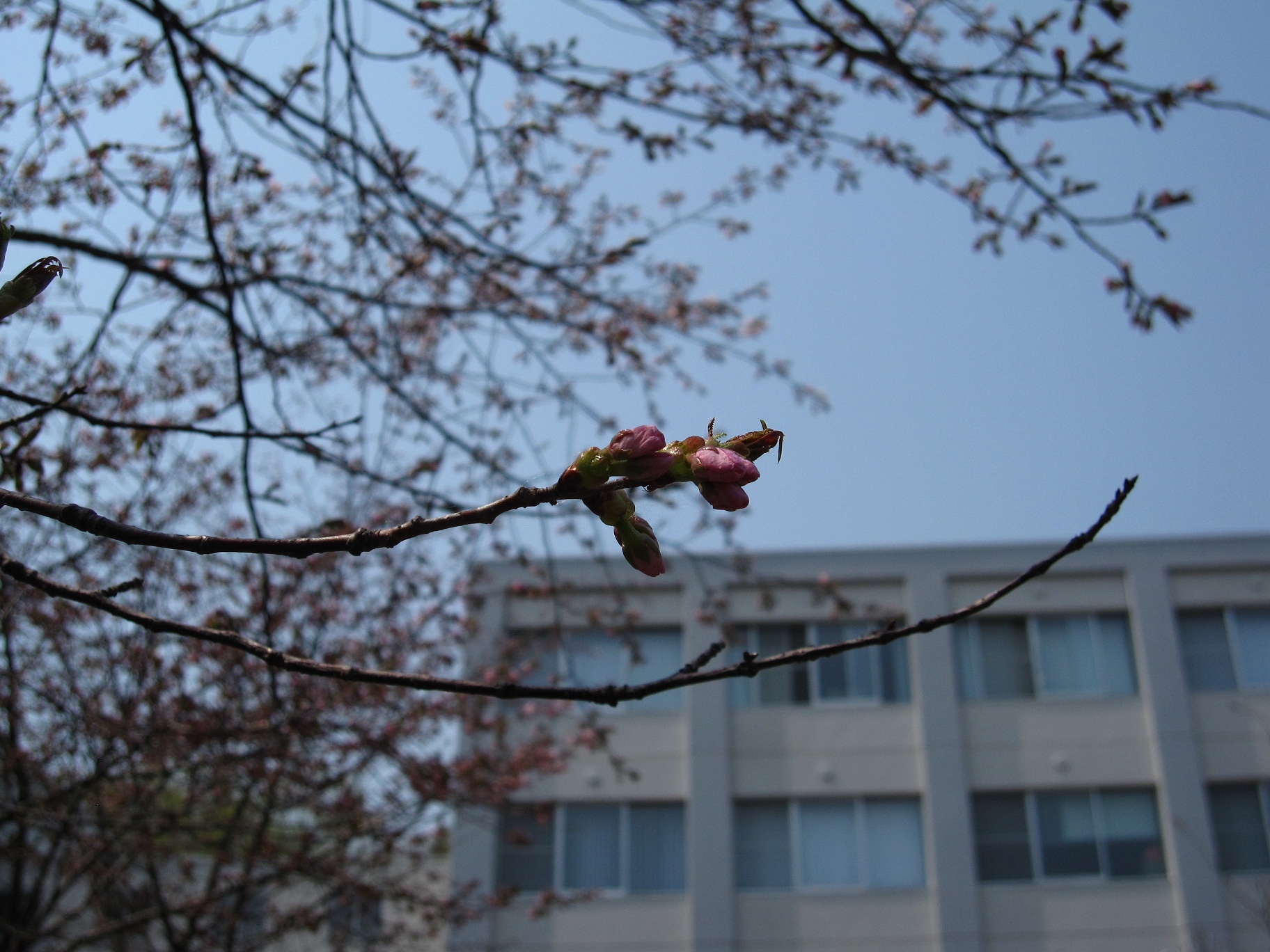 20150429sakura2.JPG