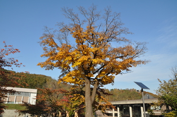 271024autumn2.JPG