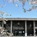 m2013sakura016.jpg